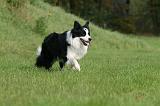 BORDER COLLIE 1392